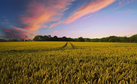 Georgien setzt Verkaufsverbot von landwirtschaftlichen Flächen an Ausländer aus